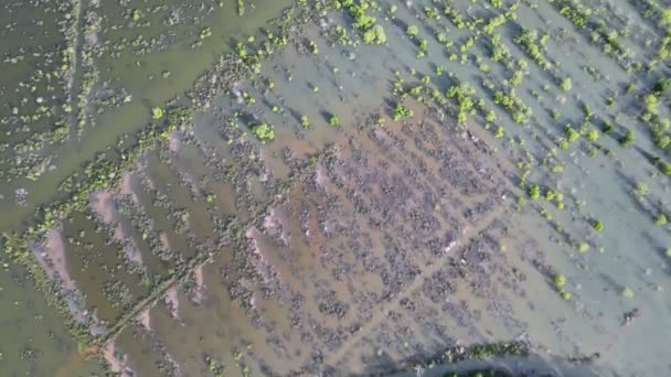 Blick Aus Der Luft Auf Wasserschlamm Feuchtgebiet Malaysia — Stockvideo