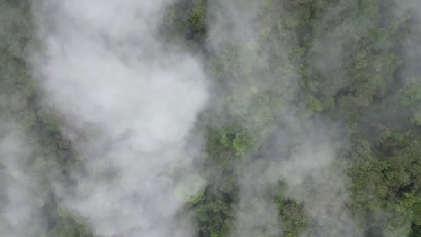 Luchtfoto Dikke Ochtendmist Wolken Boven Het Dichte Bos Bij Cameron — Stockvideo