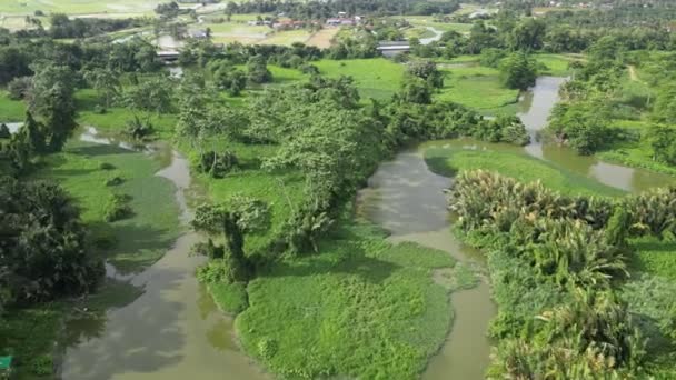 Luftaufnahme Grüner Üppiger Fluss Mit Natürlicher Pflanze Bei Sungai Perai — Stockvideo