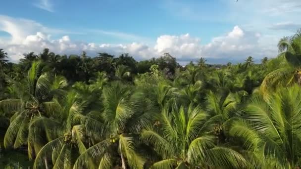 Vue Sur Drone Verdoyant Une Plantation Cocotiers Mettant Valeur Beauté — Video