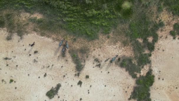 Flygbild Bufflar Vid Smutsfältet — Stockvideo