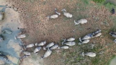 Hava kayma manzarası çamurlu topraklarda banyo yapan bir grup bufaloya bakıyor.
