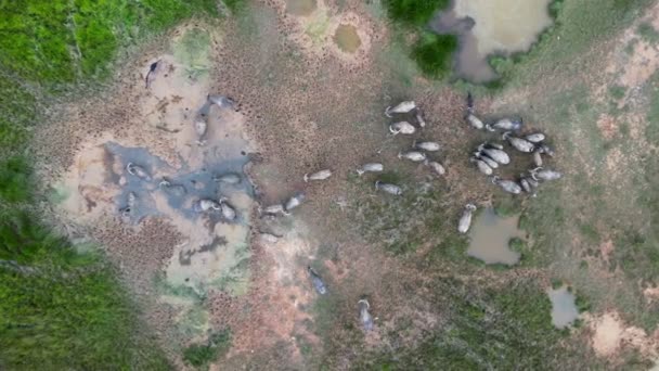 Luftaufnahme Einer Gruppe Von Büffeln Die Schlammigem Land Baden — Stockvideo