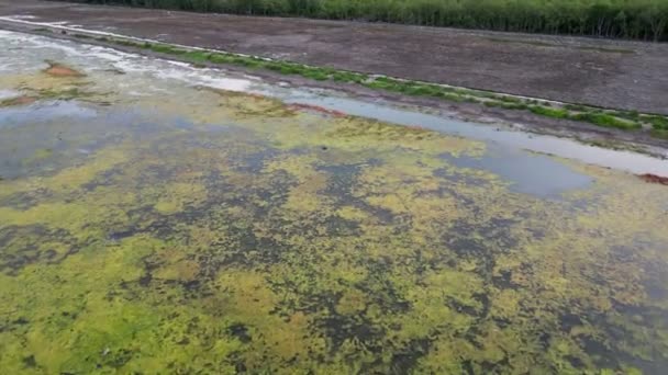 Luftaufnahme Eines Großen Algengebiets Auf Der Oberfläche Des Sees Feuchtgebieten — Stockvideo