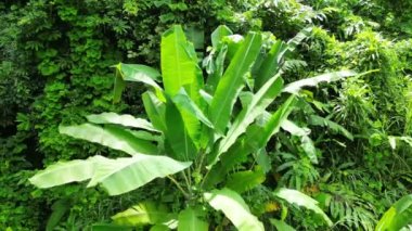 Muz ağaçlarıyla dolu canlı ve sık bir orman