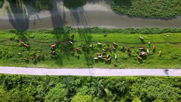 Aerial Patrzeć Dół Stado Krów Wypasu Trawy Zewnątrz Malezji — Wideo stockowe