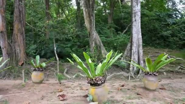 Lambat Bergerak Menuju Tanaman Pot Hutan Hijau — Stok Video