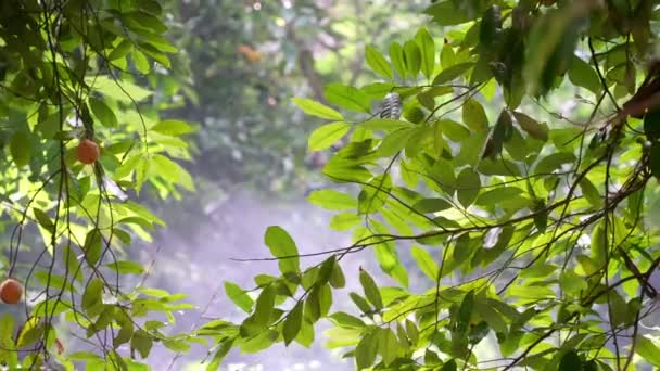 Floresta Verde Movimento Lento Com Folhagem Abundante Com Fumaça Queimadura — Vídeo de Stock
