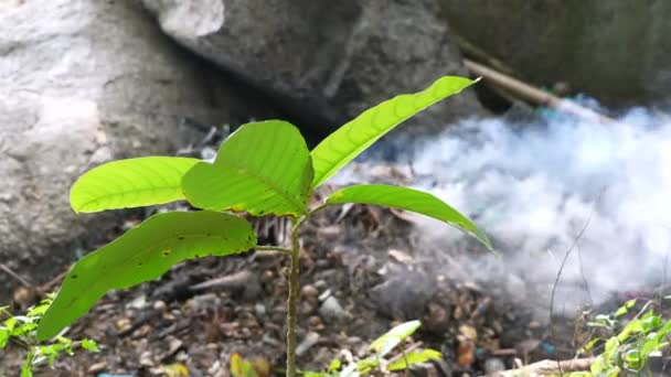 土壤中冒出的微小的植物背景是露天燃烧的烟雾 — 图库视频影像