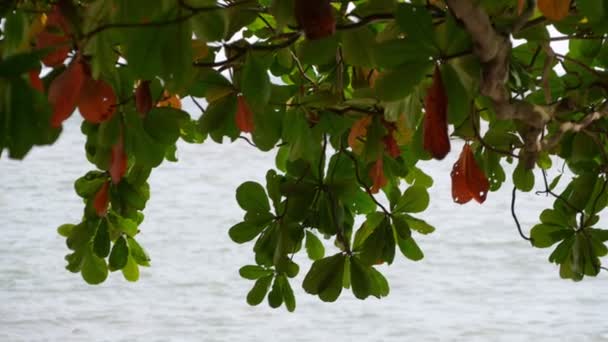 一株雄伟的树框成的缓缓静谧的水景 — 图库视频影像