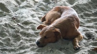 Yavaş çekim, gevşemiş kahverengi köpek kumsalda güneşli bir günün tadını çıkarıyor.
