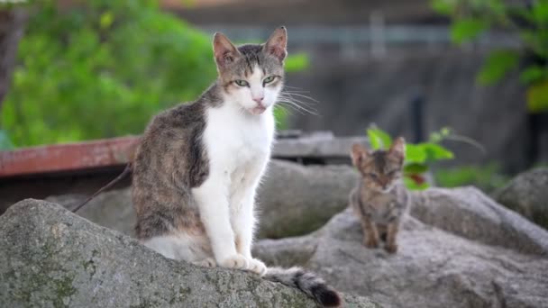 Αργή Κίνηση Δείτε Δύο Γάτες Σκαρφαλωμένες Ένα Βραχώδες Περβάζι — Αρχείο Βίντεο