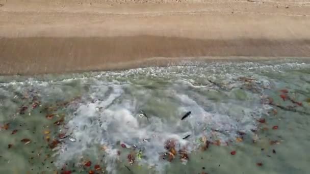 Cuerpo Contaminado Agua Llena Basura Excesiva Escombros Vista Aérea — Vídeos de Stock