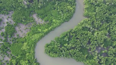 Malezya 'nın Kedah kentindeki nehir kıyısındaki mangrov ağaçlarına bakın.