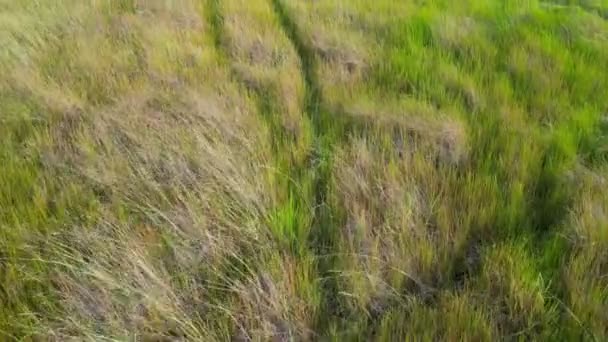 湿地の高い草のフィールド エアリアルビュー — ストック動画