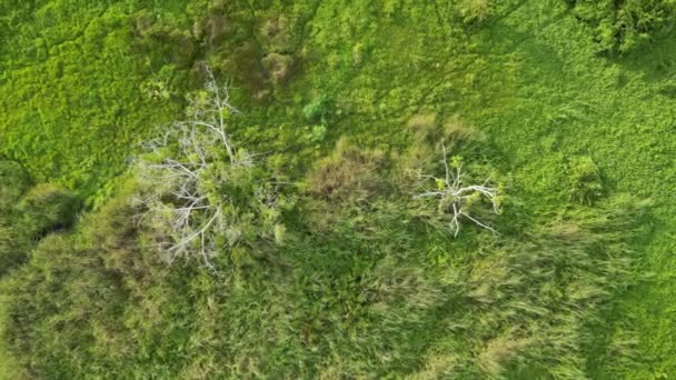 Nawiedzający Widok Powietrza Rozpadający Się Las Martwymi Drzewami — Wideo stockowe
