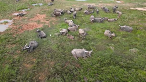 一群水牛在茂密的绿地休息 — 图库视频影像