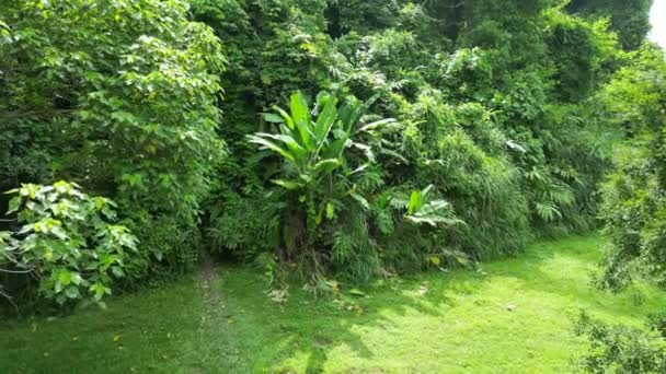 Πυκνά Και Ζωντανά Δέντρα Μπανάνας Άφθονο Πράσινο — Αρχείο Βίντεο