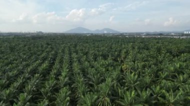 Arka planında görkemli dağlar olan manzaralı palmiye tarlası.