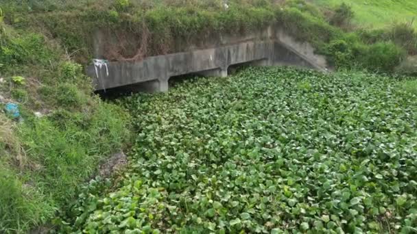 自然の溝の生態系で繁栄する緑豊かな植物 植物は川水の流れをブロックする — ストック動画