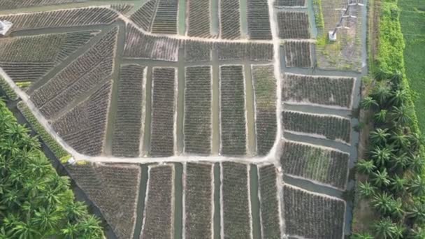 Uma Vista Aérea Uma Terra Fazenda Abacaxi Com Árvores — Vídeo de Stock