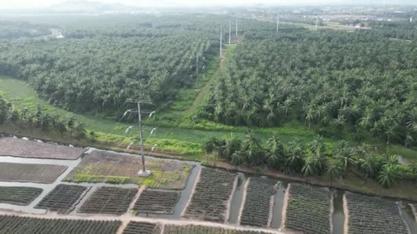 Vzdušný Pohled Plantáž Ananasu Palem — Stock video