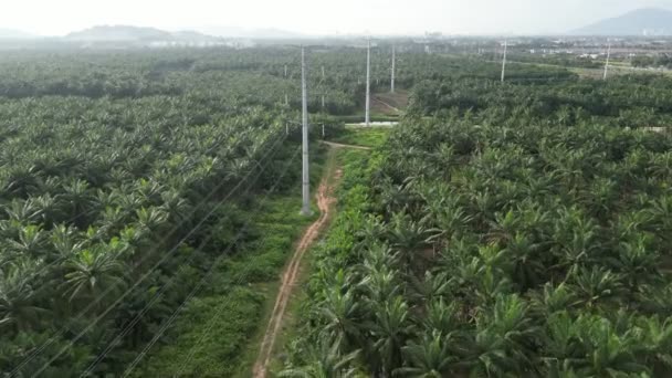 Aerial View Electric Towers Amidst Oil Palm Fields — Stock Video