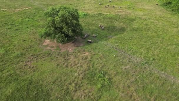 活気に満ちた緑地に放牧するバッファローの平和な群れ — ストック動画