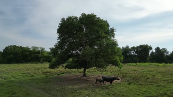 Leite Búfalos Alimentando Debaixo Uma Árvore Campo — Vídeo de Stock