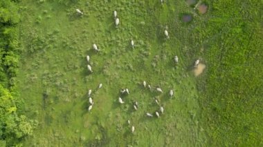 Yeşillik bir tarlada otlayan bufalo sürüsü. Hava görünümü