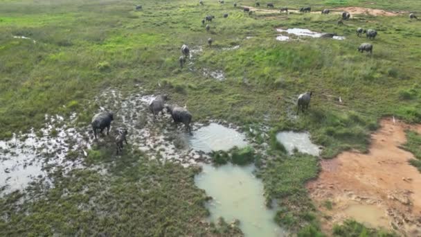 Buffaloes Walking Lush Green Field Aerial View — Stock Video