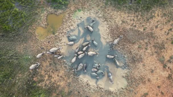 一群水牛在泥地里洗澡的航拍图 — 图库视频影像