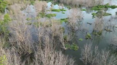 Havadan bakıldığında kurumuş çıplak ağaçlarla dolu bir arazi.