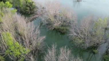 Sulak arazinin yakınında kurumuş ölü bir ağaçla çevrili durgun bir göl. Hava görünümü