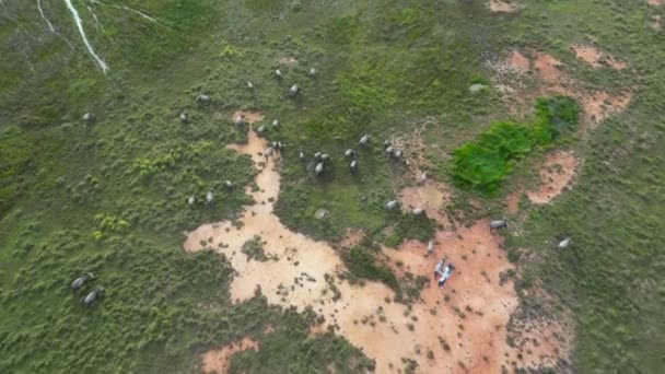 Manada Búfalos Pastoreo Campo Escénico Capturado Desde Arriba — Vídeos de Stock