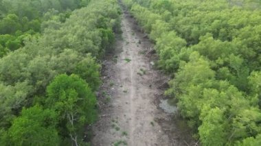 Mangrov ormanlarında dolambaçlı toprak bir yol.