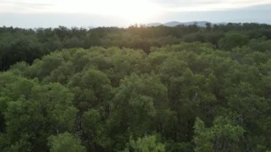 Gökyüzü perspektifinde, yemyeşil bir mangrov ormanında ağaçların arasından süzülen güneş ışığı