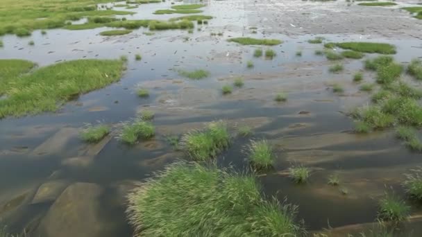 Heiterer See Feuchtgebiet Umgeben Von Üppigem Grün Und Schlamm Luftaufnahme — Stockvideo