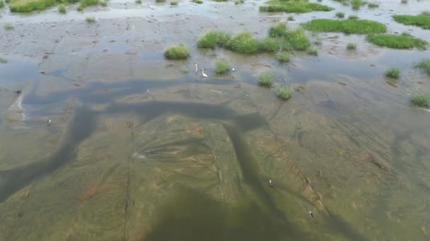 Спокойный Пейзаж Затопленным Лугом Болотах — стоковое видео
