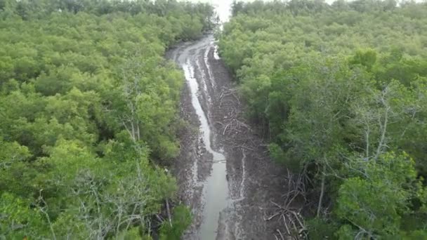 Landschaftlich Reizvoller Feldweg Der Sich Durch Einen Üppigen Mangrovenwald Schlängelt — Stockvideo