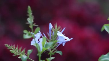 Yakından yemyeşil yapraklı canlı mavi bir çiçek.