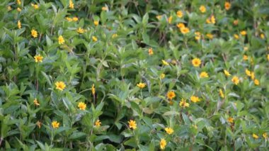 Yemyeşil yapraklı, canlı sarı çiçekler.