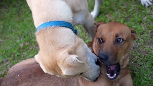 Αργή Κίνηση Δύο Σκυλιά Παίζουν Μαζί Στο Γρασίδι — Αρχείο Βίντεο