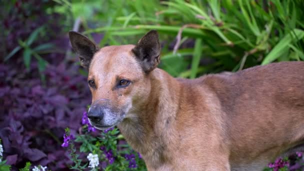 Lambat Gerak Melihat Anjing Tertunduk Berdiri Bidang Bunga Ungu — Stok Video