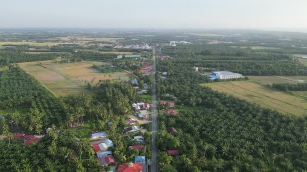Landwirtschaftliches Ölpalmen Und Reisfeld Aus Der Luft Ländlichen Dorf Sungai — Stockvideo