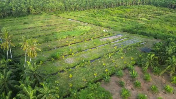 Vue Aérienne Nouveau Palmier Huile Planté Dans Plantation — Video