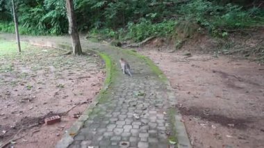 Bir maymun ormanda tuğla bir yolda yürüyor