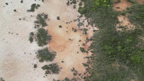 Воздушный Верх Вниз Красное Грязное Поле Сухой Травой — стоковое видео