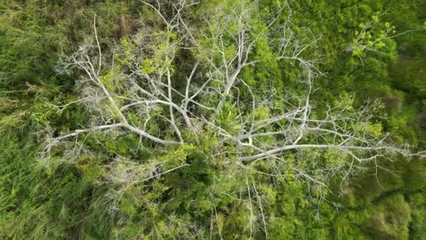 緑豊かな畑の中心に高く立っているマジェスティックツリー — ストック動画
