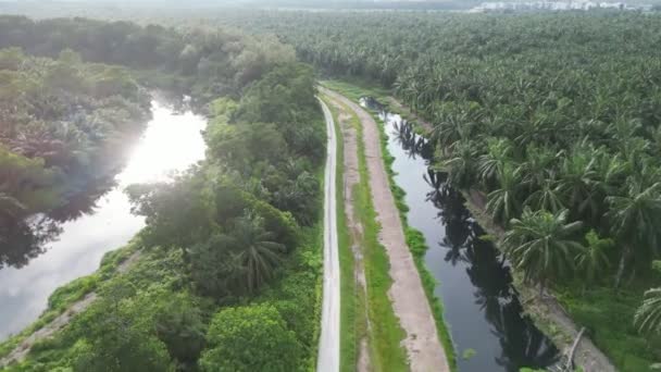 Řeka Tekoucí Bujnou Palmovou Usedlostí — Stock video